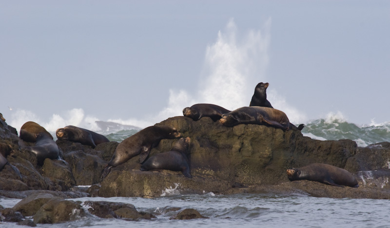 Waves Breaking Behind California Sealions